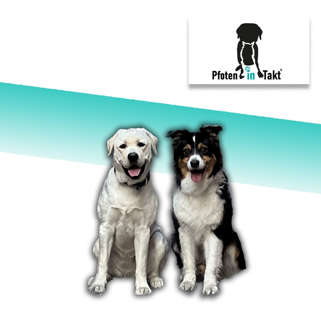 Zwei Hunde vor dem Pfoten-in-Takt-Logo