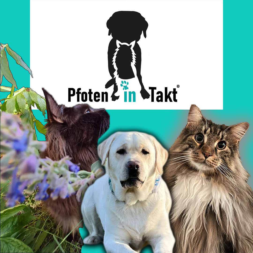 Pfoten in Takt – Hund, Katze und Maine Coon