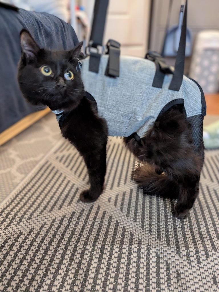 Schwarze Katze mit Geschirr als Gehhilfe