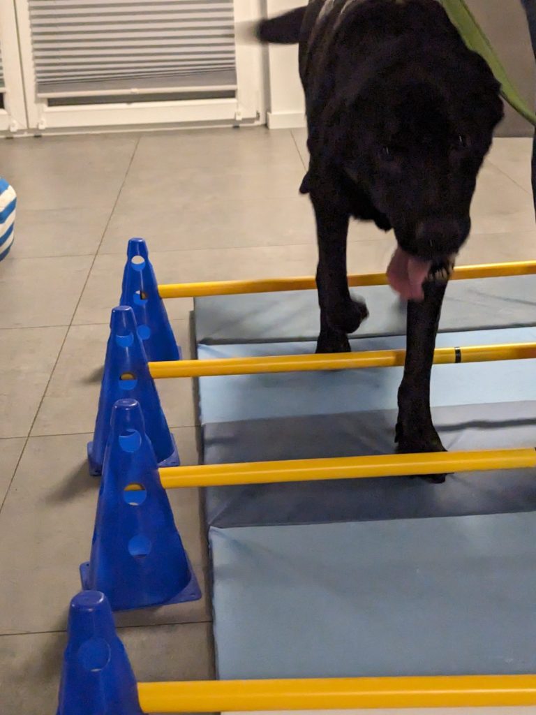 Hund läuft über Cavaletti-Stangen