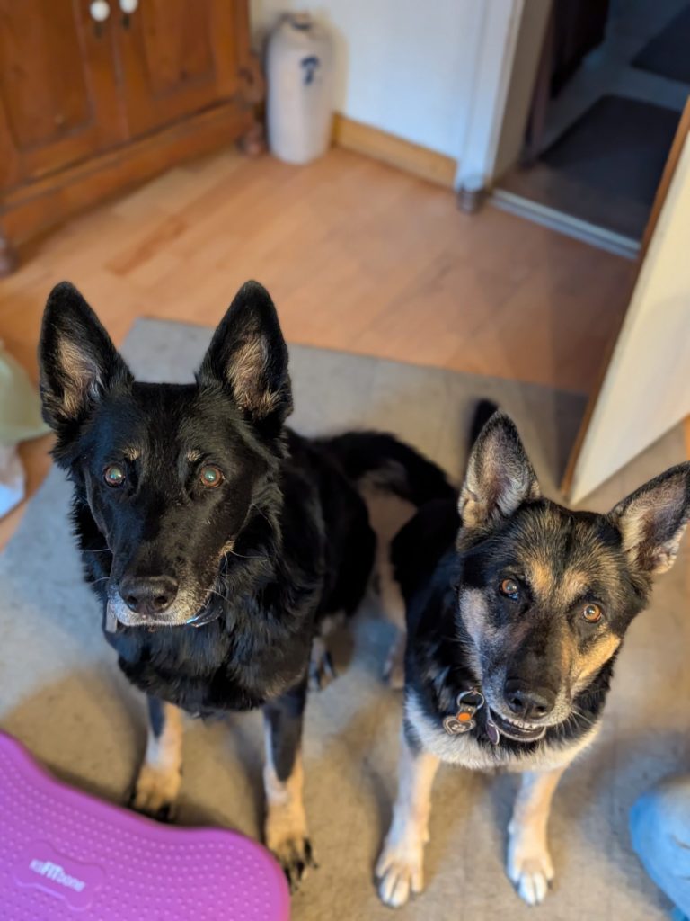 Zwei Schäferhunde auf einem Balance-Kissen
