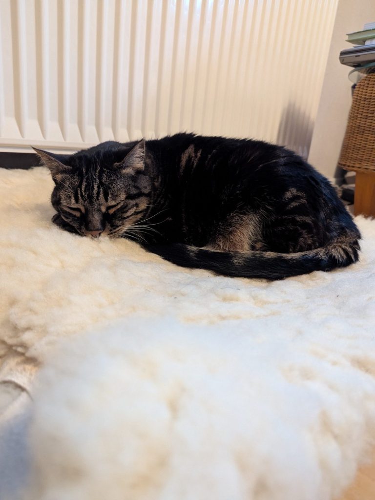 Katze liegt entspannt auf einem Fell