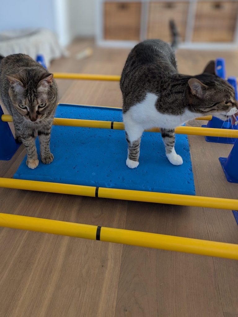 Zwei Katzen am Cavaletti-Parcours