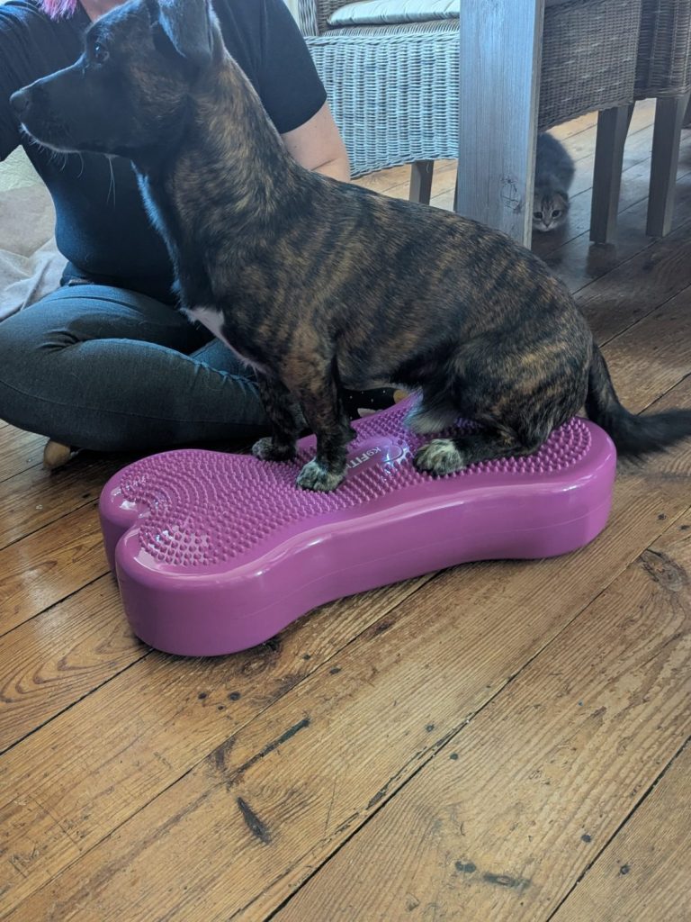 Hund steht auf einem Balance-Kissen