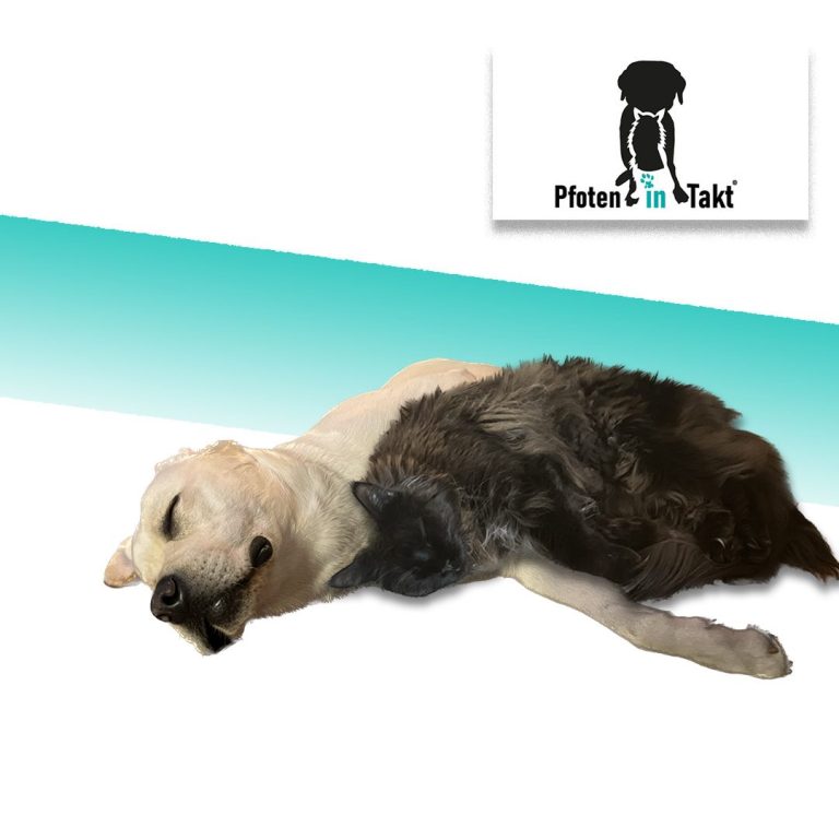 Hund und Katze entspannt liegend